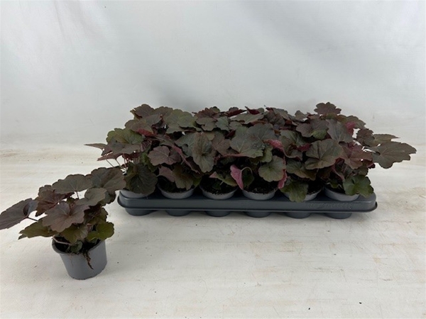 Heuchera Palace Purple