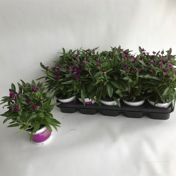 Gomphrena Purple Dots