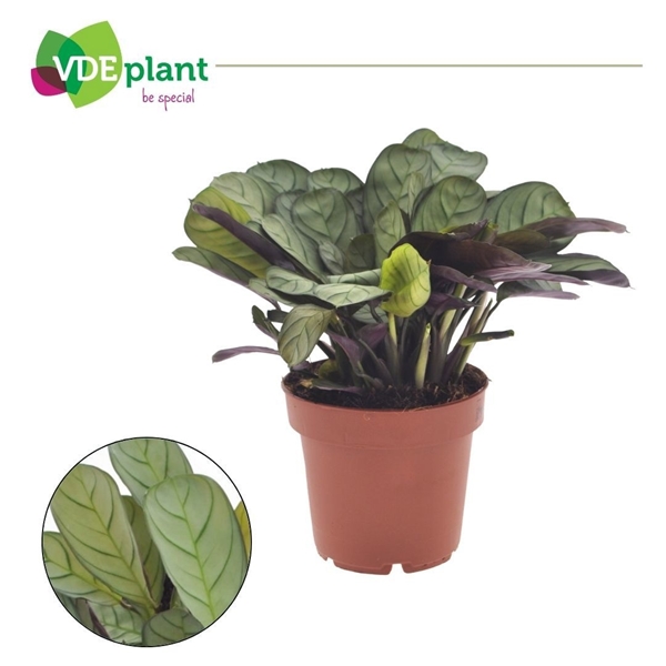 Ctenanthe Amagris