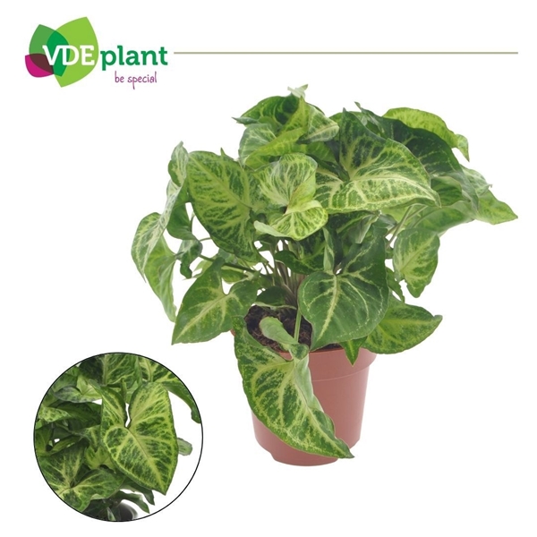 Syngonium Arrow    