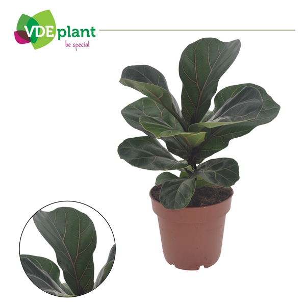 Ficus Lyrata Bambino