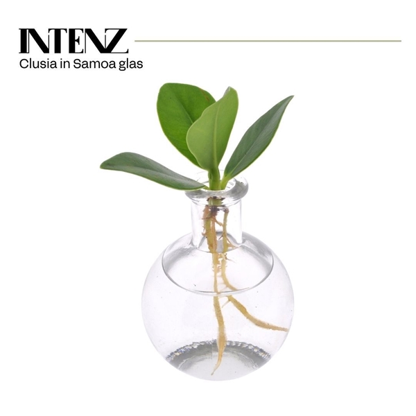 Clusia In Samoa Glas 