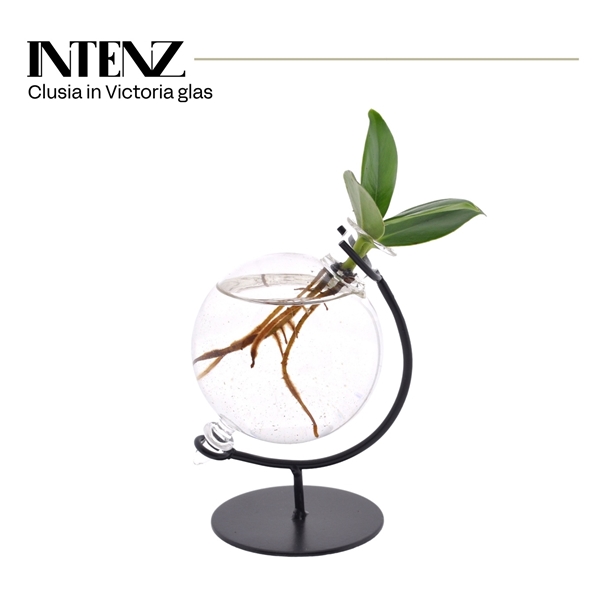 Clusia In Victoria Glas