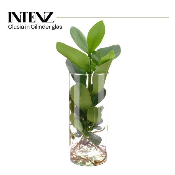 Clusia in Cylinder glas