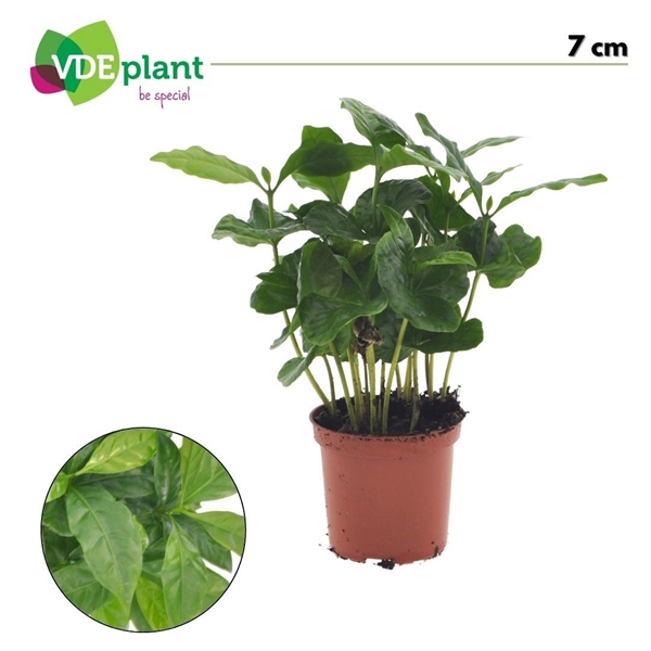 Coffea Arabica