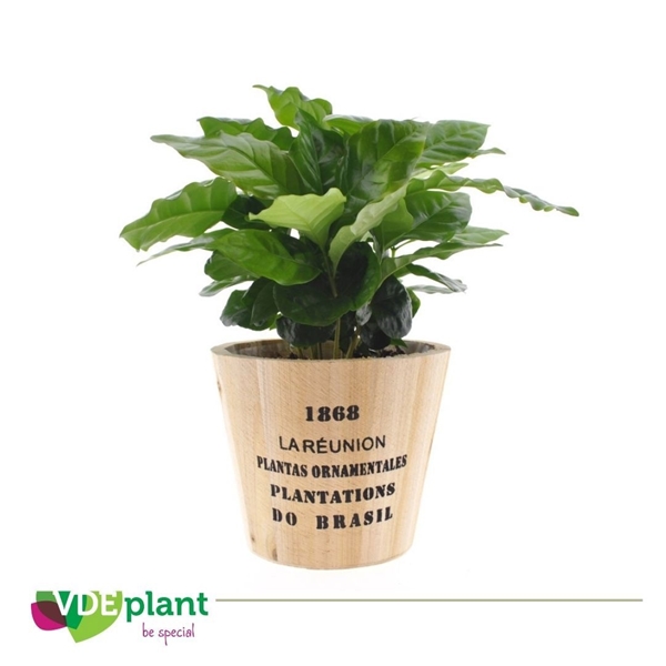 Coffea In Nairobi Ceramic