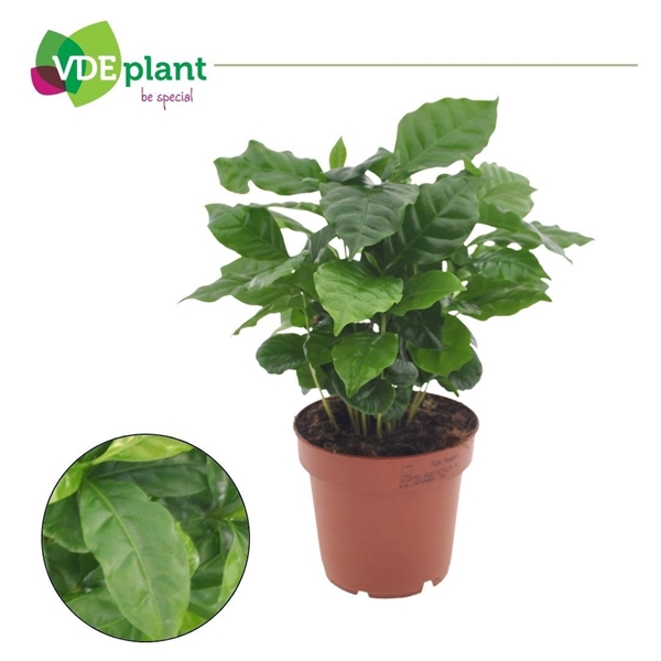 Coffea Arabica     