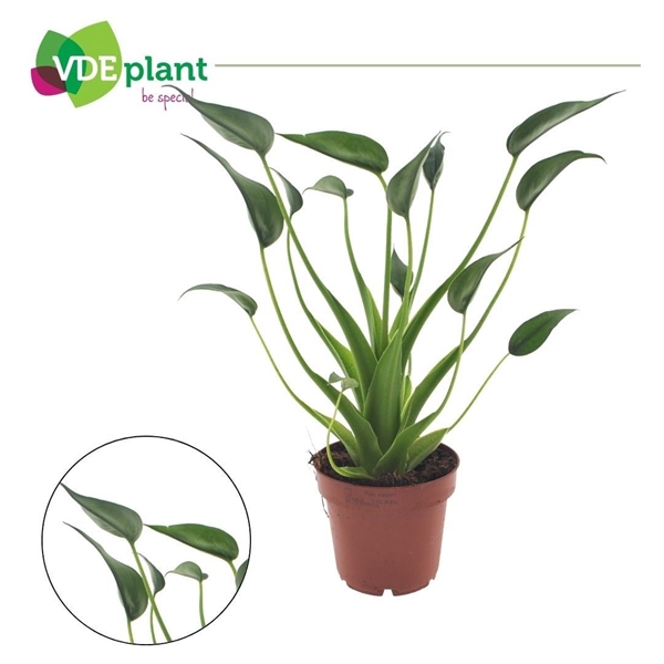 Alocasia Tiny Dancer