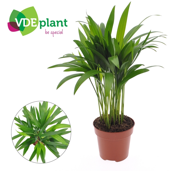 Areca Dypsis Lutescens