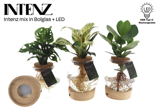 Intenz Mix In Bolglas + Led
