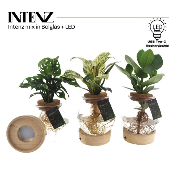 Intenz Mix In Bolglas + Led