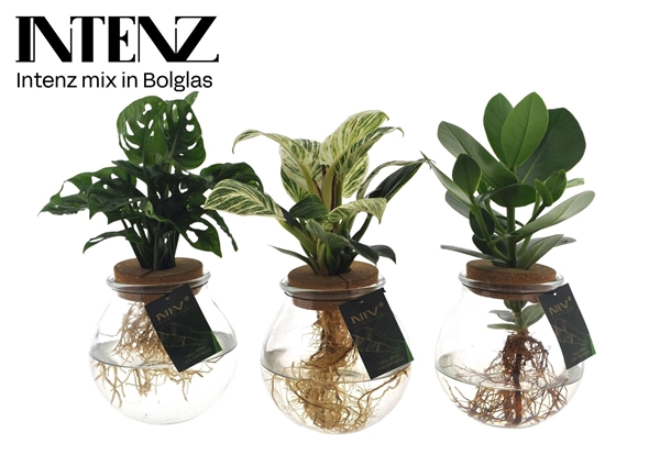 Intenz Mix In Bolglas