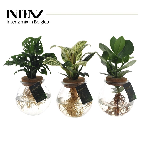 Intenz Mix In Bolglas