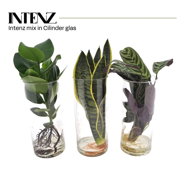 Intenz Mix In Cylinder Glas