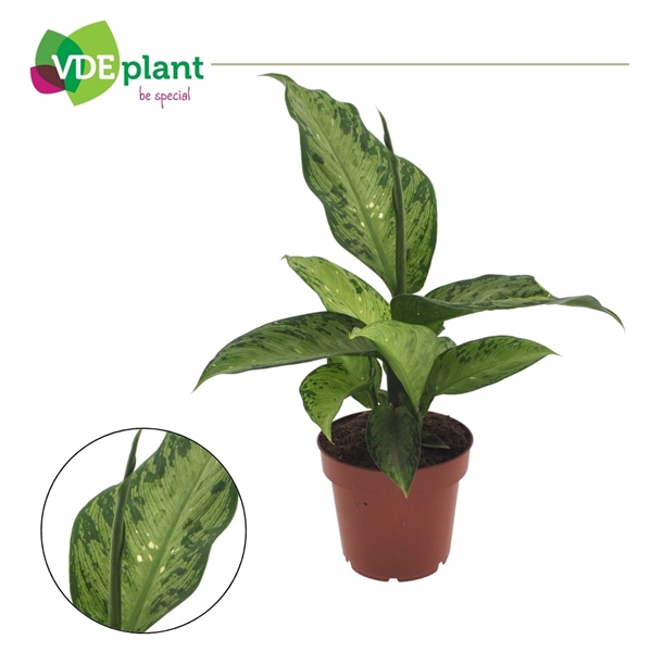 Dieffenbachia Memoria Corsii 