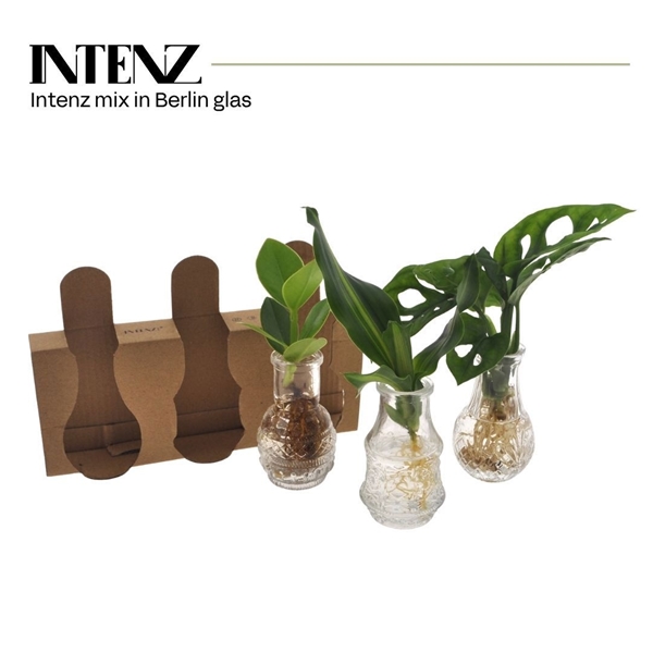 Hydroponie Mix Berlin Glas