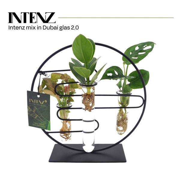 Intenz mix in Dubai 2.0 glas