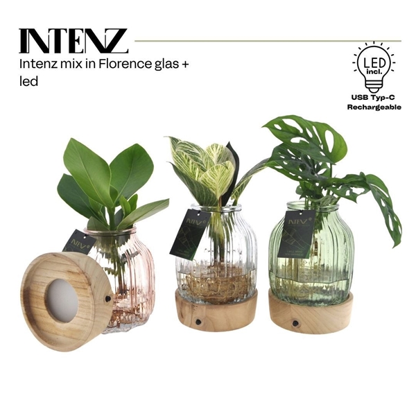 Intenz Mix in Florence Glas + Led