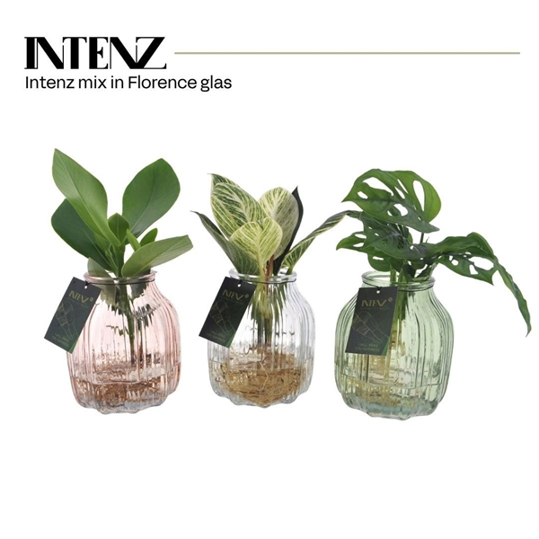 Intenz Mix in Florence Glas