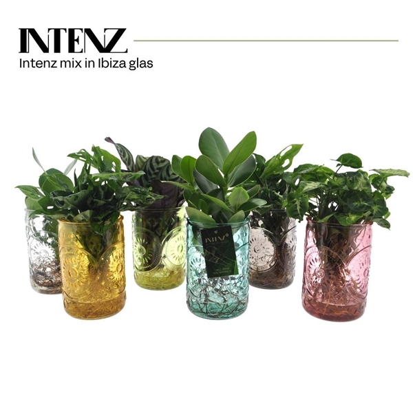 Intenz mix in Ibiza glas