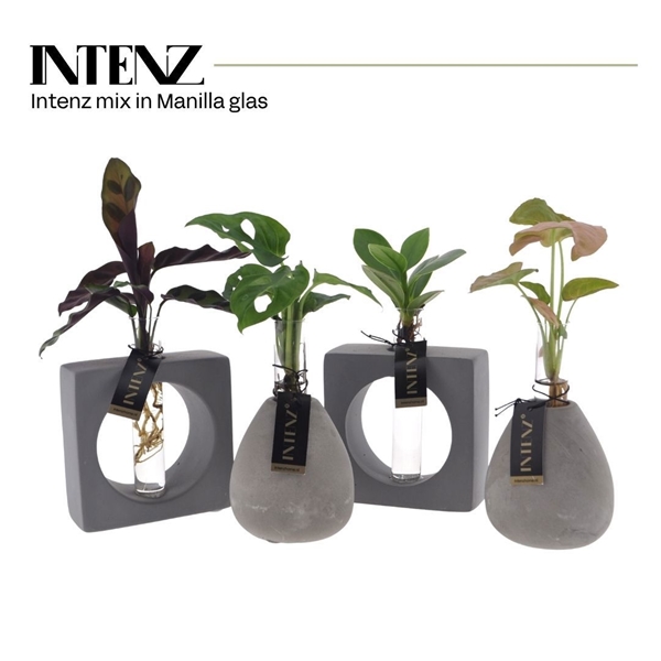 Intenz mix Manilla