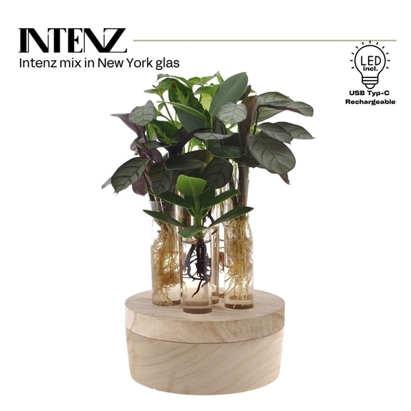 Hydroponie Intenz Mix In New York