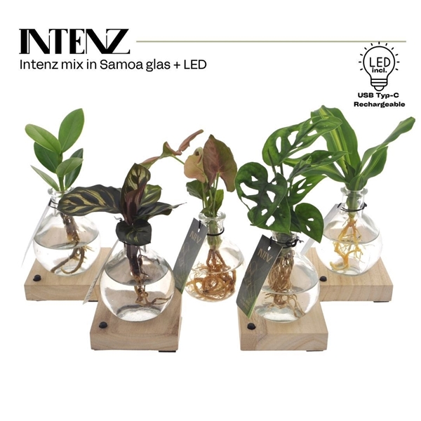 Mix in Samoa glas + LED