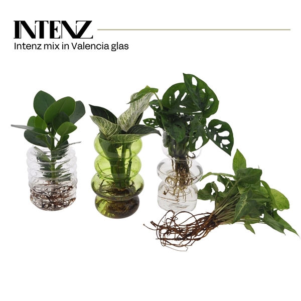 Mix in Valencia glas