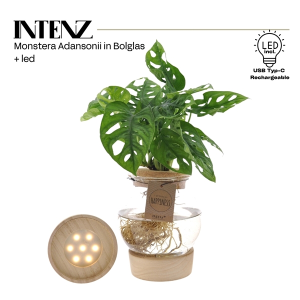 Monstera Obliqua In Bolglas