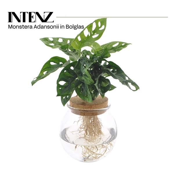 Monstera Obliqua In Bolglas