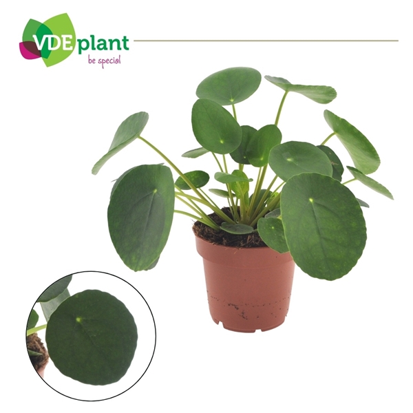 Pilea Peperomioides