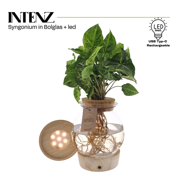 Syngonium in Bolglas + Klikkurk + LED
