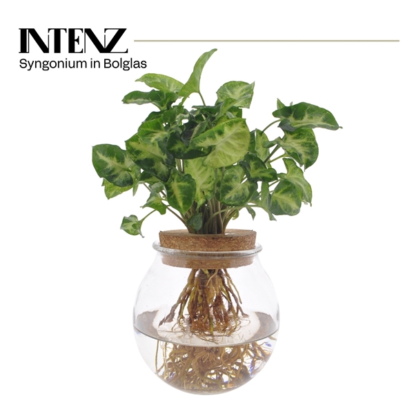 Syngonium Pixie in Bolglas + klikkurk