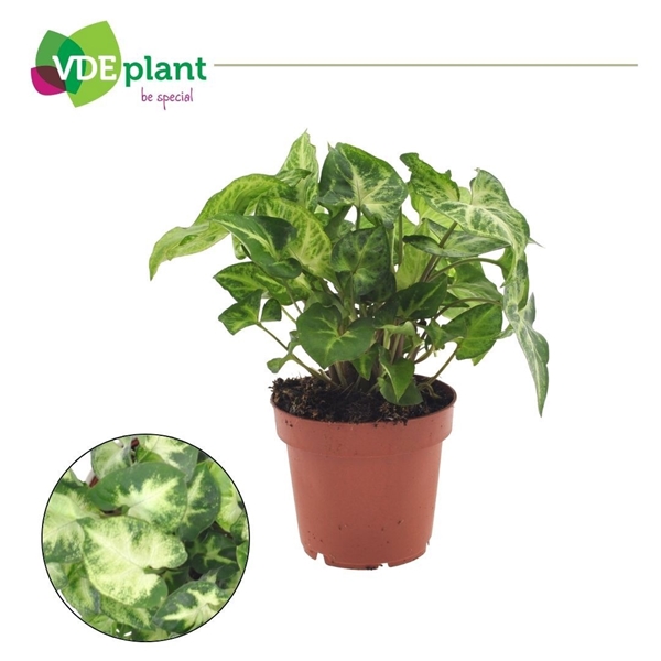 Syngonium Pixie    