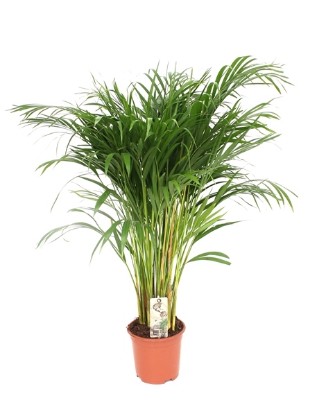 Areca Dypsis Lutescens