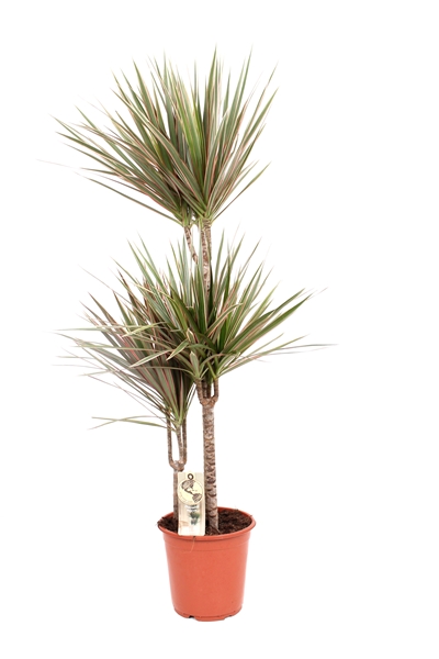 Dracaena Marginata Bicolor 60-30-15