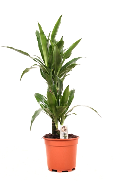 Dracaena Fragrans Janet Craig 30-10