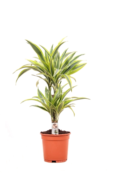 Dracaena Fragrans Lemon Lime 30-10