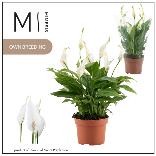 Spathiphyllum Chopin