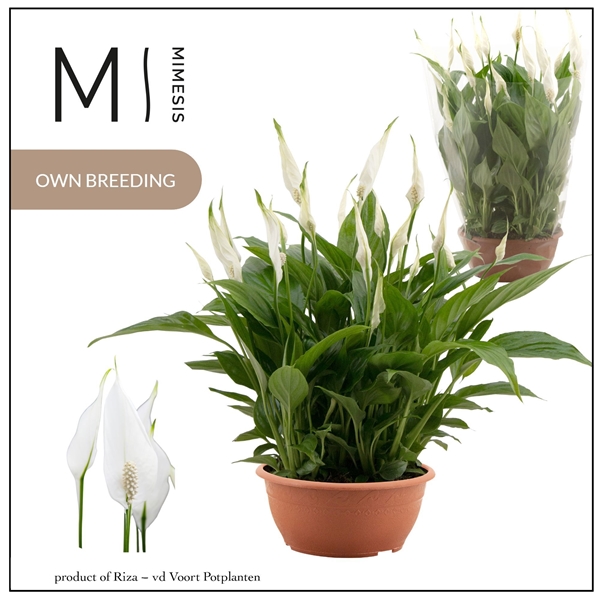 Spathiphyllum Chopin Schale