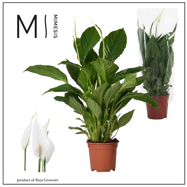 Spathiphyllum Vivaldi