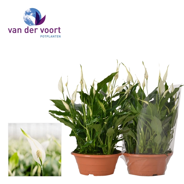 Spathiphyllum Bellini Schale