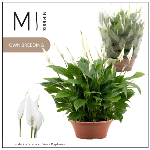 Spathiphyllum Bellini Schale