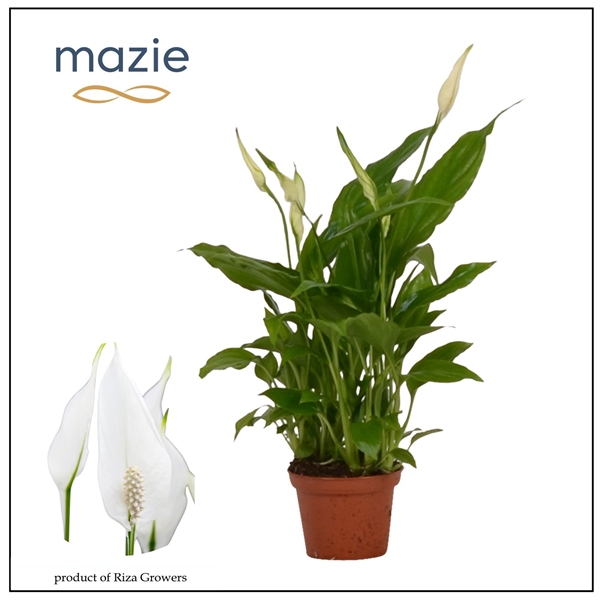 Spathiphyllum Chopin 