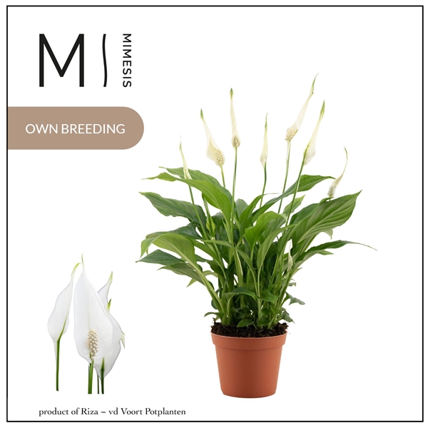 Spathiphyllum Chopin 