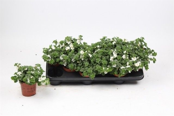 Bacopa Sutera Weiss