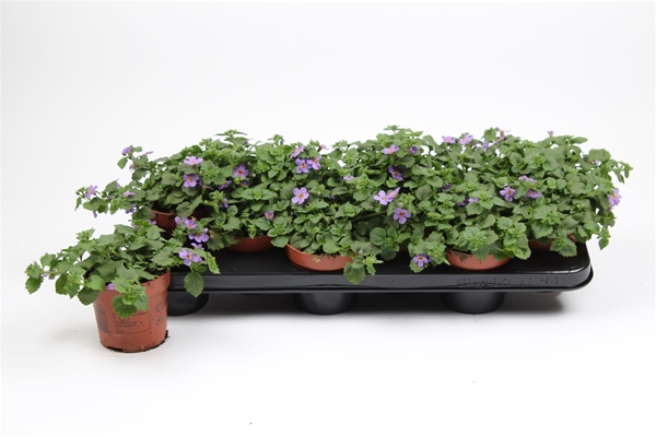 Bacopa Sutera Blau