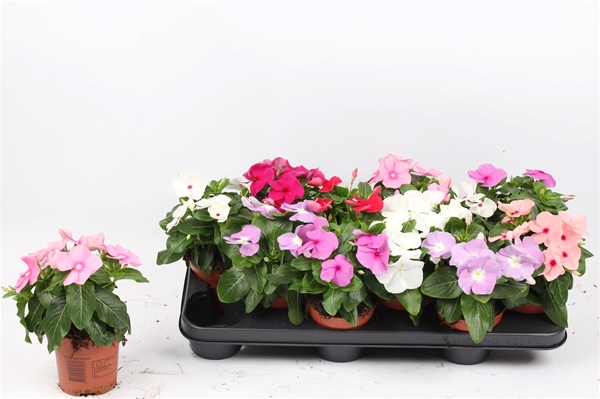 Catharanthus Titan Mix