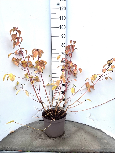 Cornus Sanguinea Winter Beauty