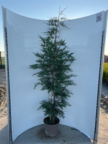 Cupressocyparis Leylandii 175-200 cm
